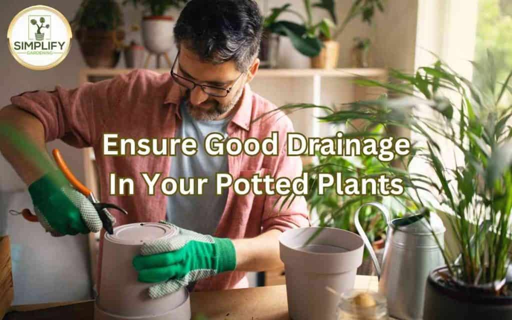 How to ensure good drainage in potted plants? Simplify Gardening