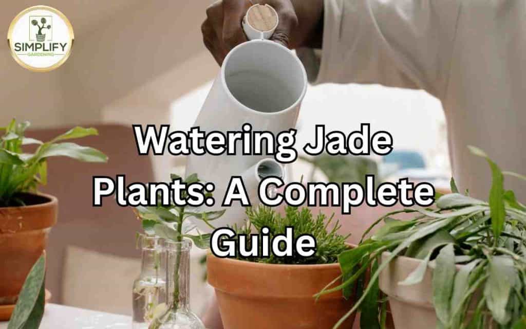 Watering Jade Plants A Complete Guide Simplify Gardening