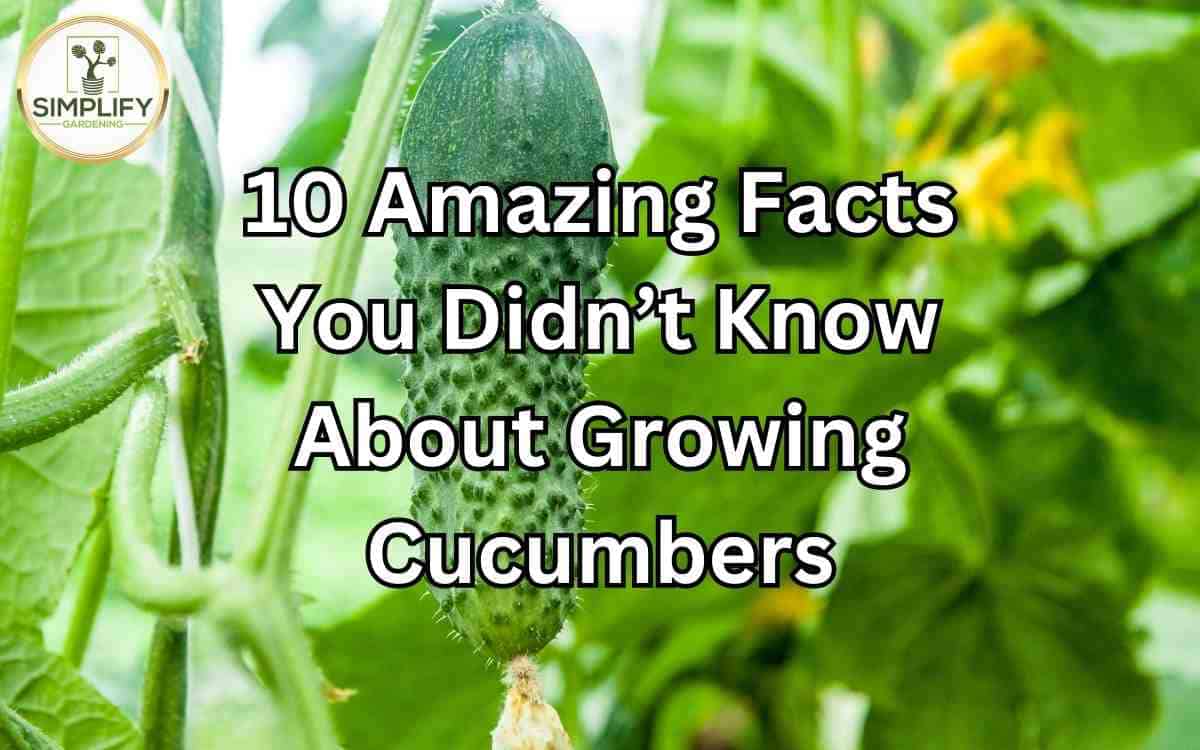 Cucumber Simplify Gardening