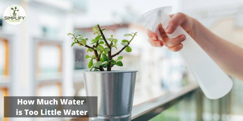How Much Water Does a Succulent Need? This May Surprise You! Simplify