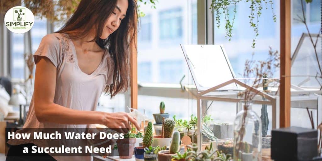 How Much Water Does a Succulent Need? This May Surprise You! Simplify