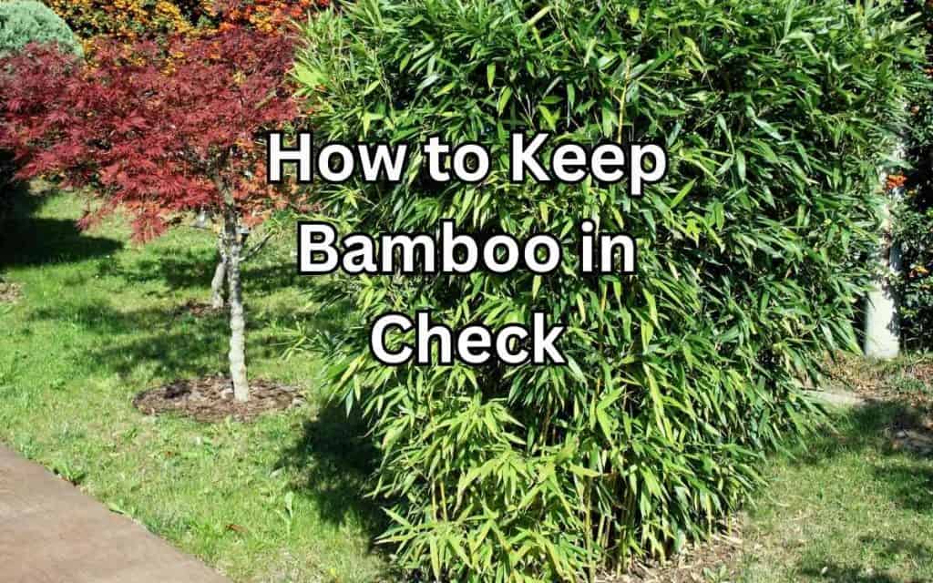 How to Keep Bamboo in Check and Enjoy Its Beauty Simplify Gardening