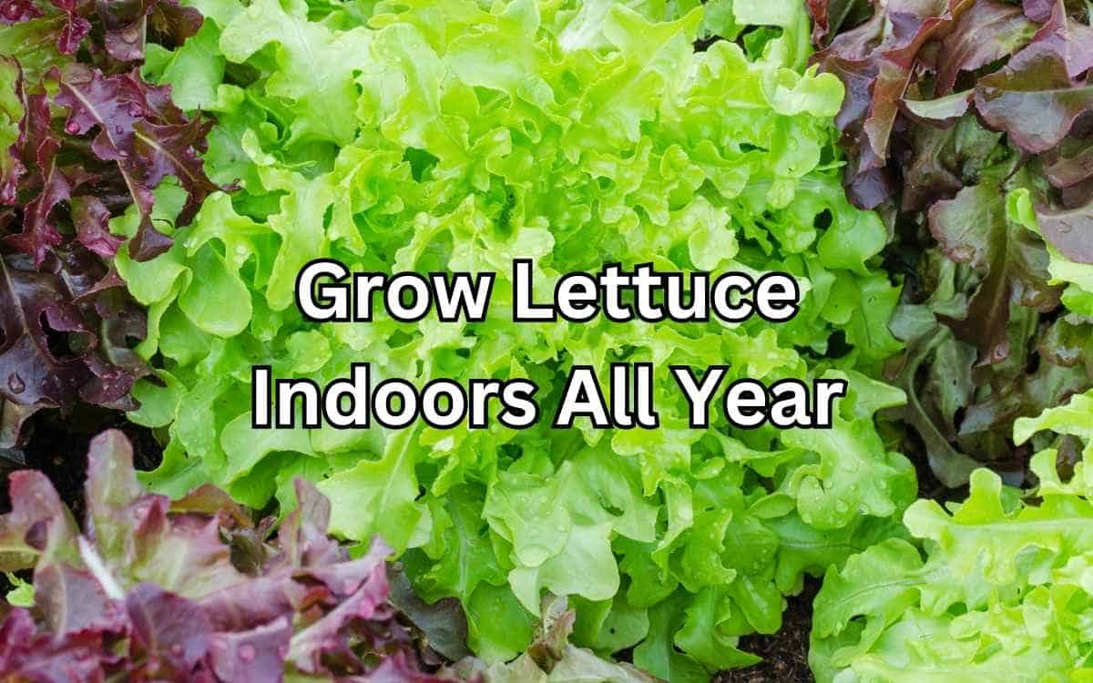 Lettuce Simplify Gardening