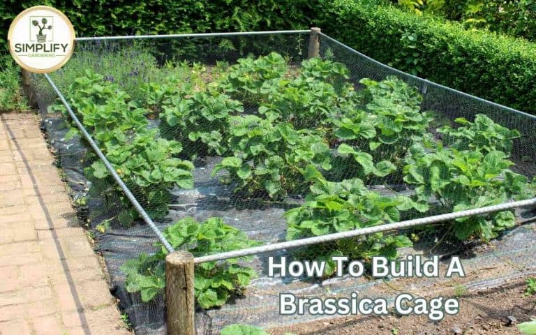 Build brassica cage covered in Tony O'Neill's Simplify Gardening at simplifygardening.com