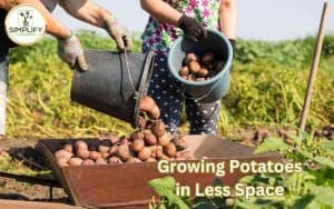 Two people pouring freshly harvested potatoes into a wheelbarrow, demonstrating efficient techniques for growing potatoes in less space.