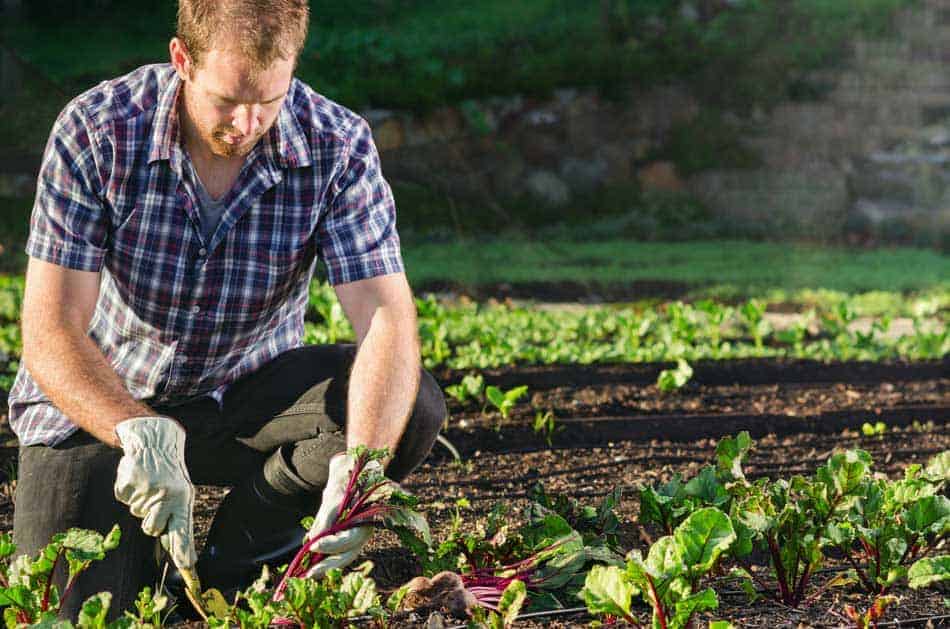 Can Vegetables Grow In Shade Includes Vegetable List Simplify