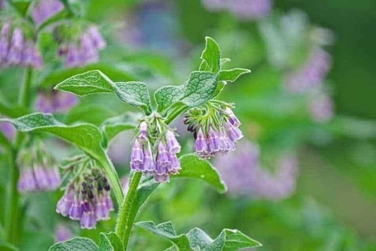How To Make Comfrey Fertilizer (Free Plant Food) Simplify Gardening