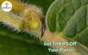 A close-up photo of a thrip insect crawling on the leaves of a houseplant. Get thrips off your plants.