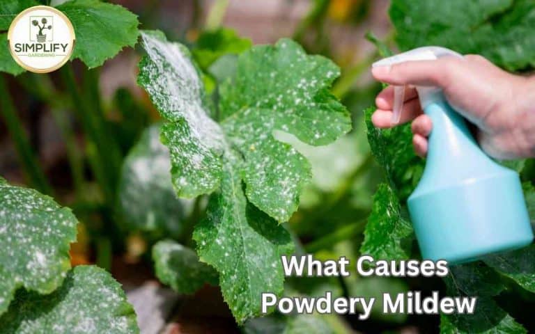 Causes powdery mildew rid — practical growing guidance from Tony O'Neill at simplifygardening.com