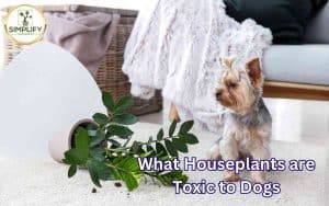 A photo of a cute dog standing next to a fallen houseplant, prompting the question, "What houseplants are toxic to dogs?"