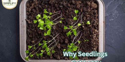 Why Seedlings Get Leggy.  Fix Proven Issues To Succeed