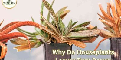 Why do houseplants’ leaves turn brown? A practical guide