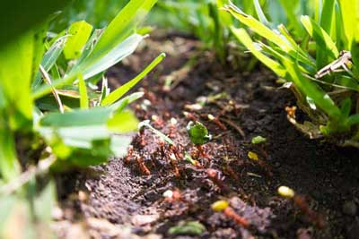 How To Kill Ants In Your Lawn Stop Anthills Now Simplify Gardening