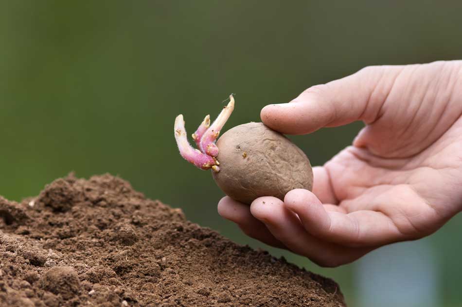 How to Grow Potatoes in Raised Beds: The Complete Guide 3 Picture of sprouting seed potato