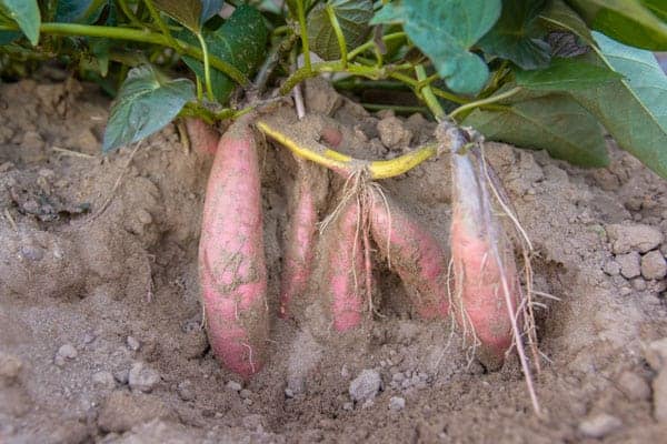 harvesting sweet potatoes