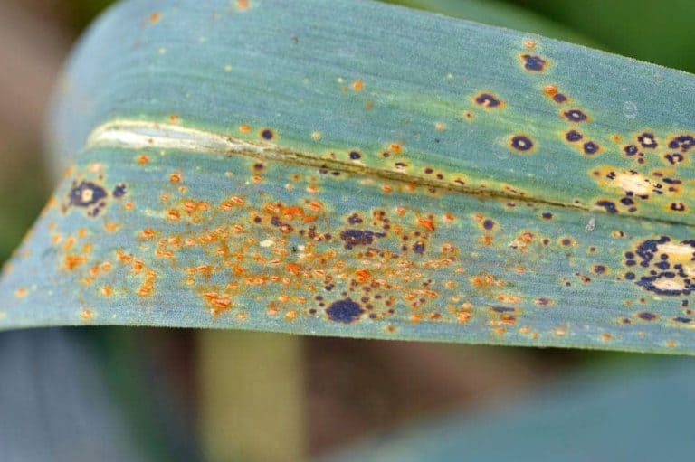 What Causes Rust Disease on Plants? and How to Treat Them