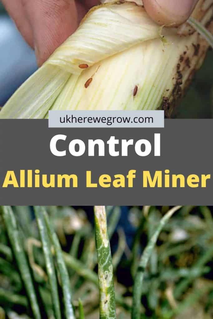 How To Control Allium Leaf Miner. Protect Your Plants! Simplify Gardening