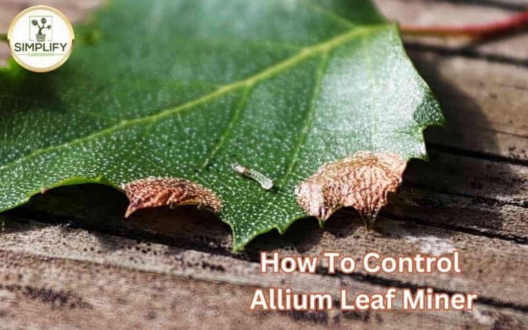 Control allium leaf miner protect plants demonstrating composting techniques taught by Tony O'Neill at simplifygardening.com