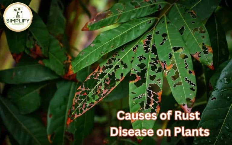 Vegetable plant showing causes rust disease plants treat them — pest and disease guidance from Tony O'Neill