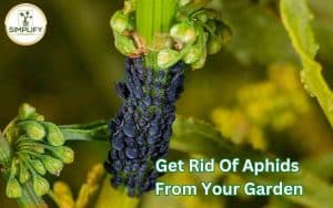 Close-up of aphids infesting a garden plant. Learn how to get rid of aphids in your garden.