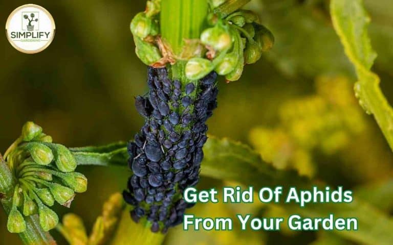 Kitchen garden with rid aphids garden plants — practical layout and growing from simplifygardening.com