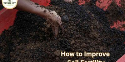 How to Improve Soil Fertility for Productivity?