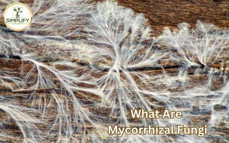 Mycorrhizal fungi covered in Tony O'Neill's Simplify Gardening at simplifygardening.com