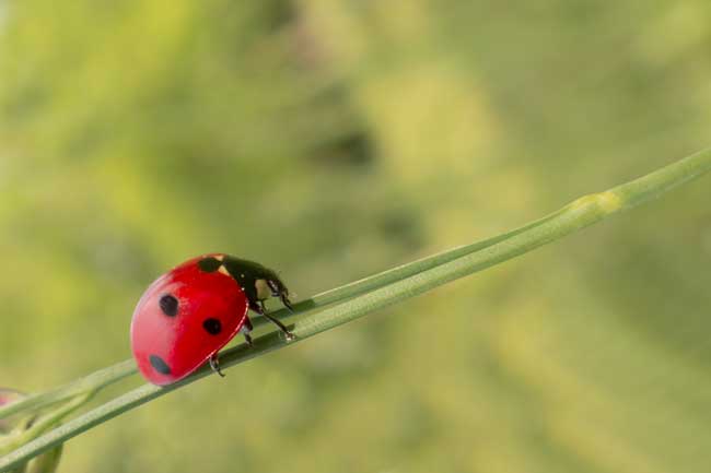 lady bird on blade of grass