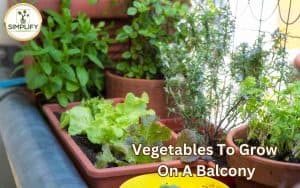 A vibrant assortment of vegetables to grow on a balcony, including tomatoes, peppers, lettuce, and herbs, flourishing in pots and planters.