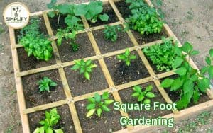 A photo of a vibrant garden bed showcasing the popular square foot gardening technique.