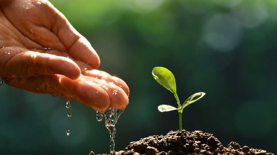 Picture of close up of watering seedling by water running off the hand