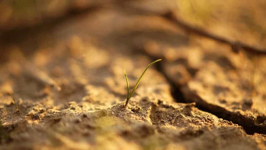 Cracked dried clay soil with a small plant growing beside it.