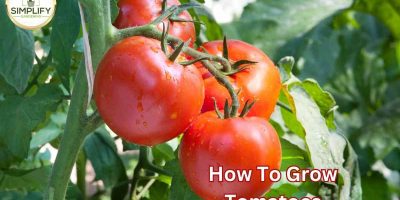 Why do tomato plants have hairs? What you never knew! - Simplify Gardening