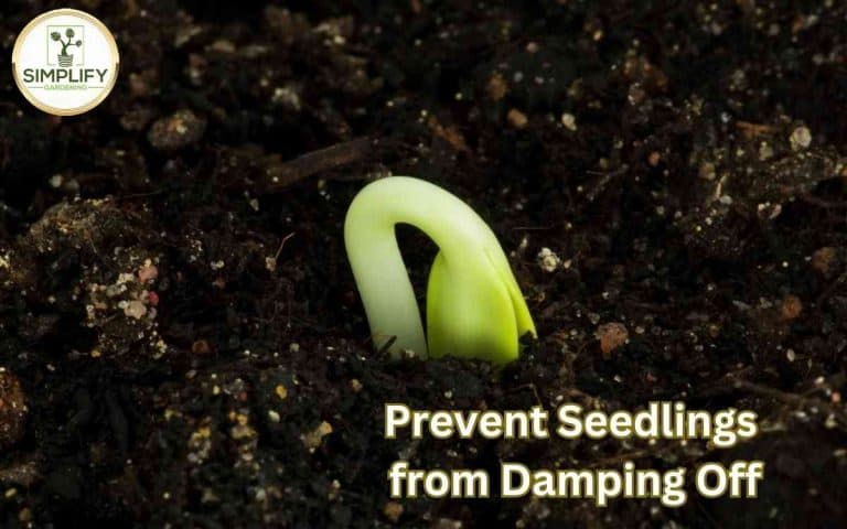 Prevent seedlings damping off — practical growing guidance from Tony O'Neill at simplifygardening.com
