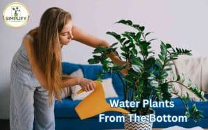 A woman watering her houseplant from the bottom, using a tray filled with water. The plant's roots absorb the moisture through the pot's drainage holes.