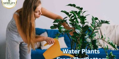 Is It Better To Water Plants From The Bottom?