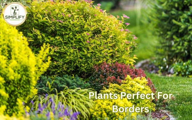 Plants perfect borders make garden stand out arranged for efficient crop rotation and productive seasonal vegetable growing