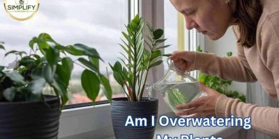 Am I Overwatering My Plants? A Practical Guide!
