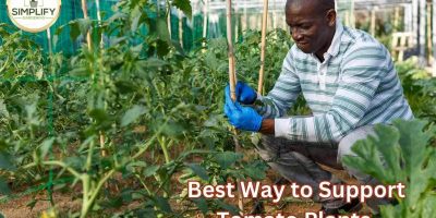 Why do tomato plants have hairs? What you never knew! - Simplify Gardening