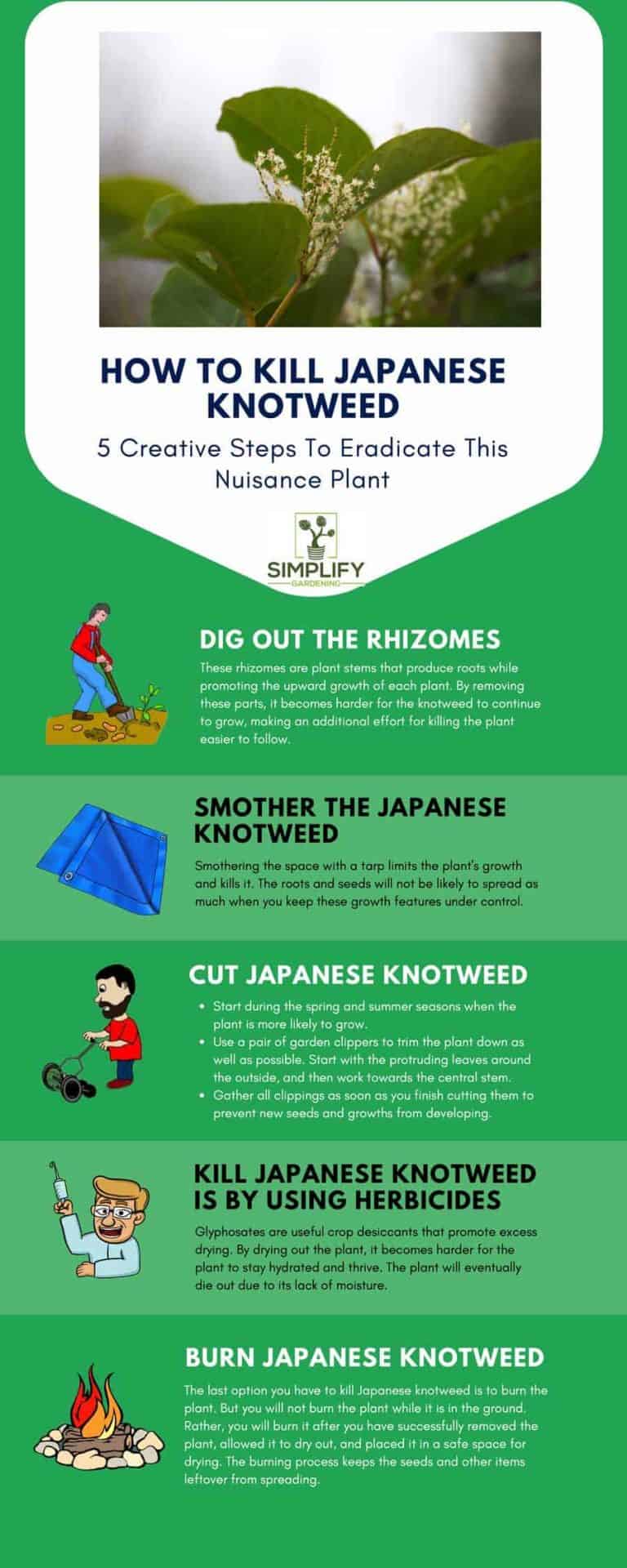 How to Kill Japanese Knotweed? Simplify Gardening