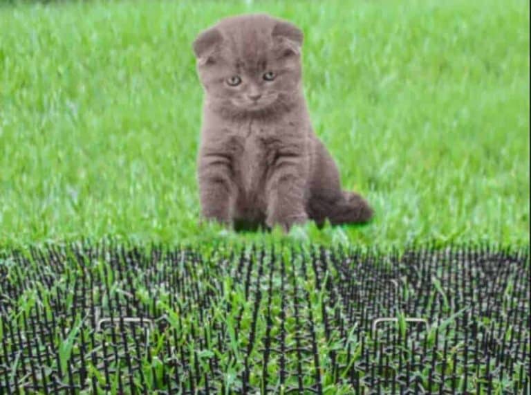 How To Stop Cats Using The Garden As A Toilet. Simplify Gardening