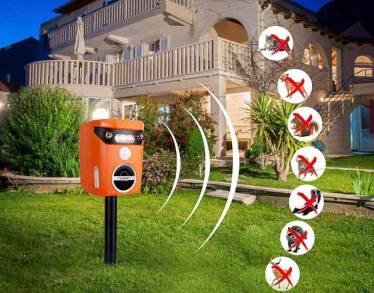 How To Stop Cats Using The Garden As A Toilet. Simplify Gardening