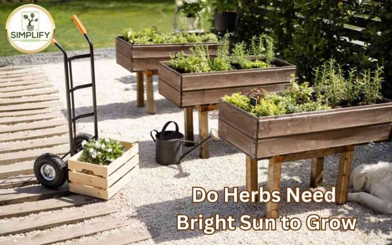 Vegetable garden showing herbs need bright sun grow — growing guide at simplifygardening.com
