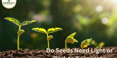 Do Seeds Need Light or Dark to Germinate?