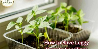Why do tomato plants have hairs? What you never knew! - Simplify Gardening