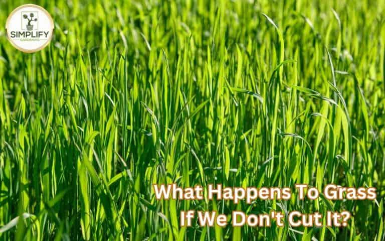 Happens grass if we dont cut — honest, systems-based gardening advice from simplifygardening.com