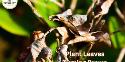 Why Are Your Plant Leaves Turning Brown? Find Out Now