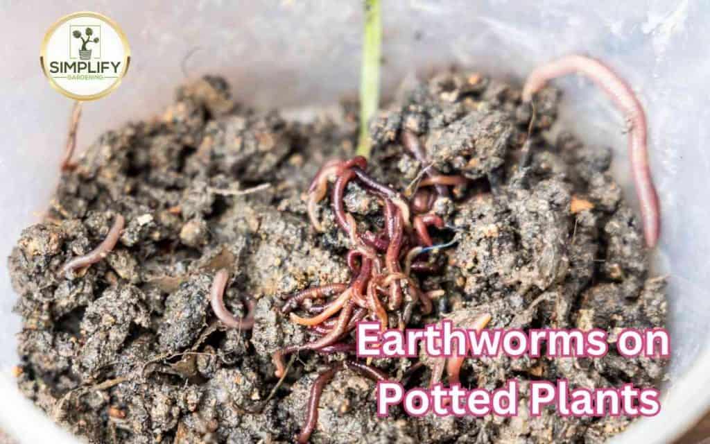 kellogg potting mix Organic Garden Soil 8 Qt. All Natural Indoor Potting Mix Kellogg