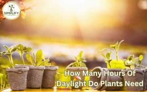 Various plants thrive under the warm glow of daylight, soaking in the sun's energy and displaying vibrant shades of green.