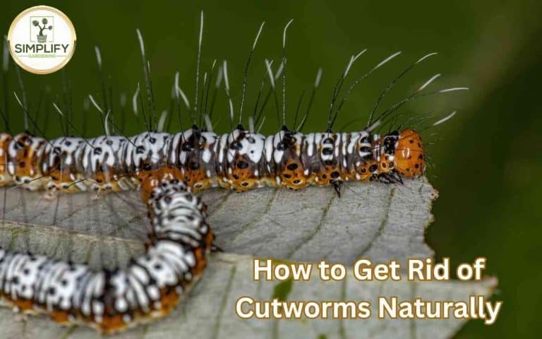 Rid cutworms plants natural methods covered in Tony O'Neill's Simplify Gardening at simplifygardening.com